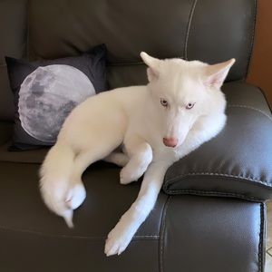 Meet your Posher, Dalaina